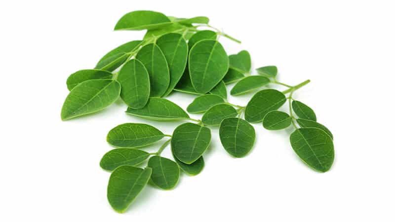 Moringa Moringa