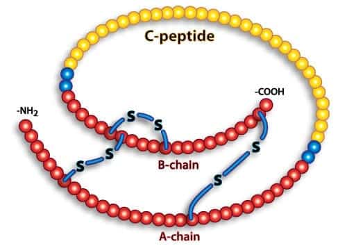 C-peptide C-peptide