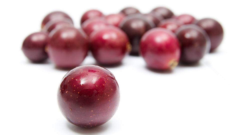 muscadine grapes