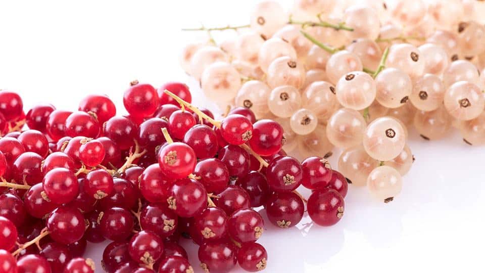 red and white currants