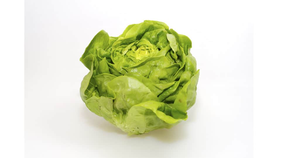 Lettuce_ butterhead