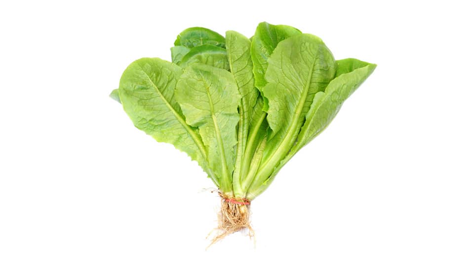 Lettuce_ cos or romaine