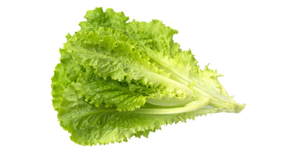 Lettuce_ green leaf