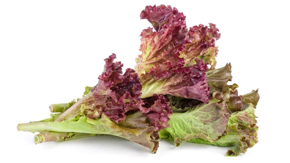 Lettuce_ red leaf