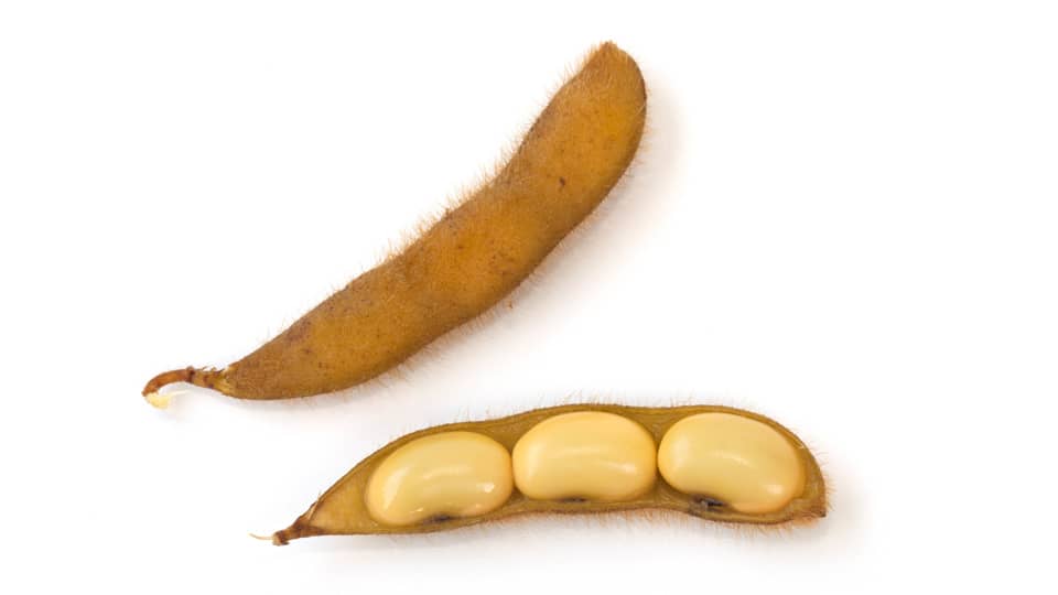 Mature Soy Beans