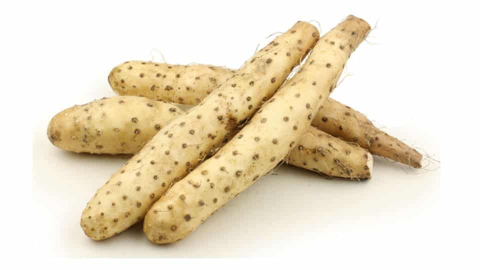 Mountain yam