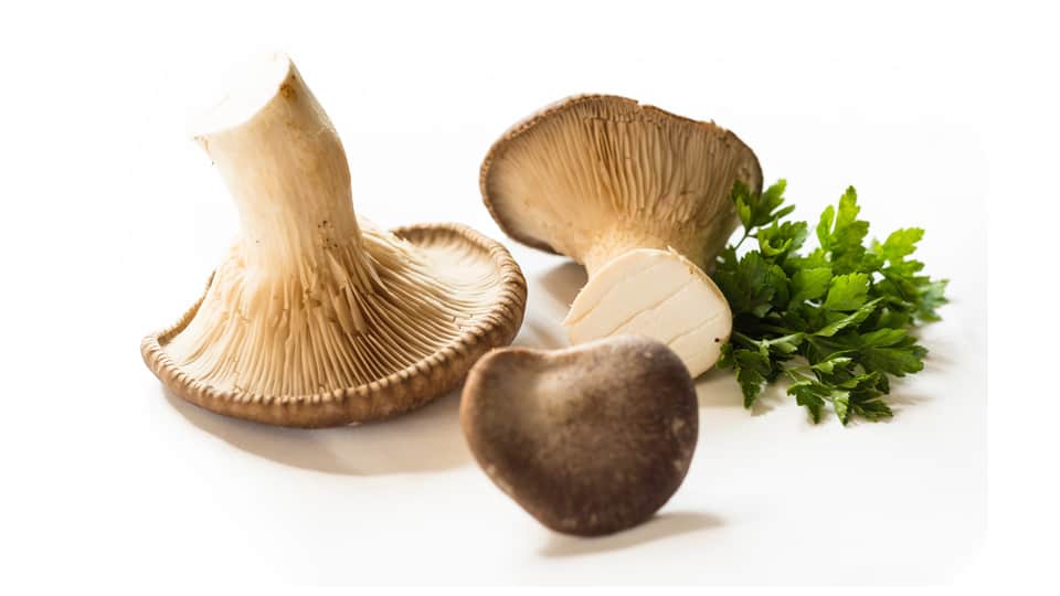 Oyster mushrooms