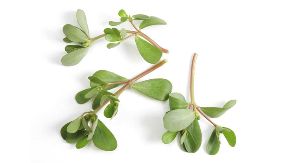 Purslane