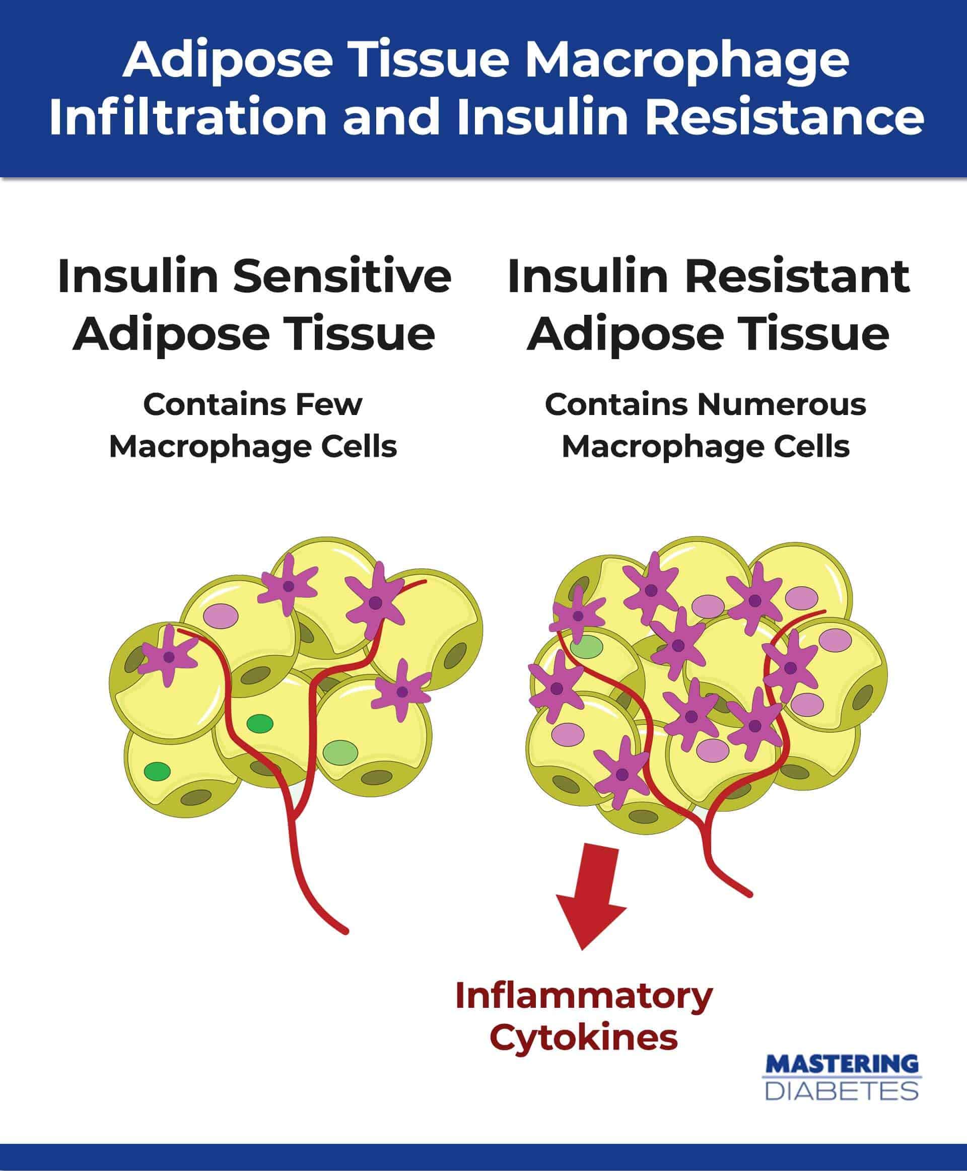 Insulin Resistance Levels Chart