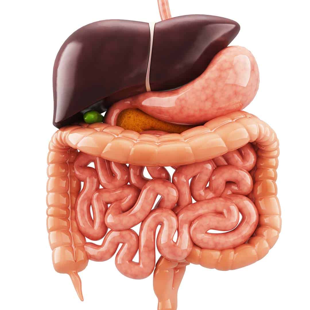 Divestive-Organs Divestive-Organs
