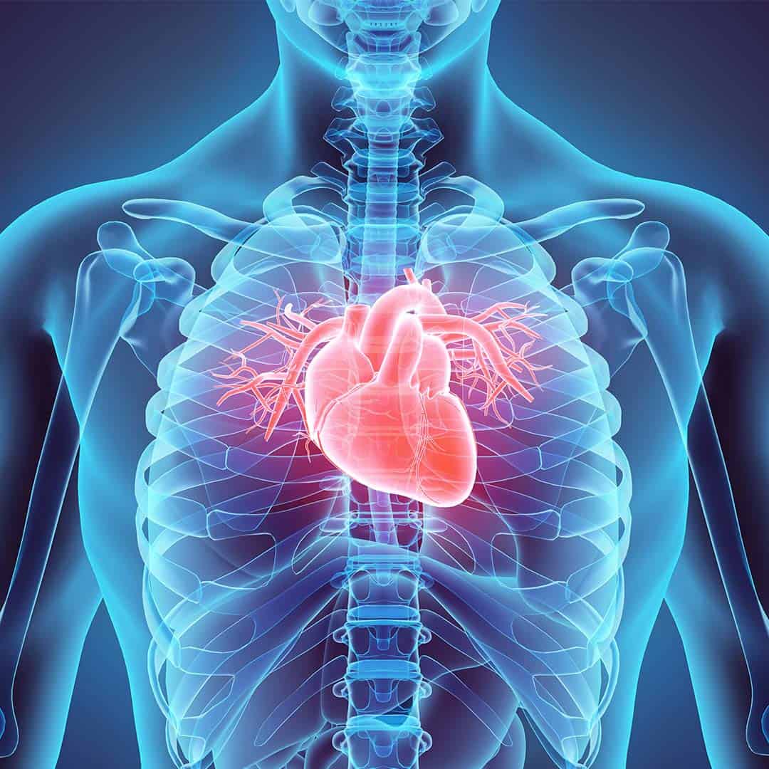 Heart-Anatomy Heart-Anatomy