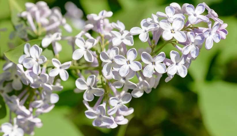 French lilac flowers