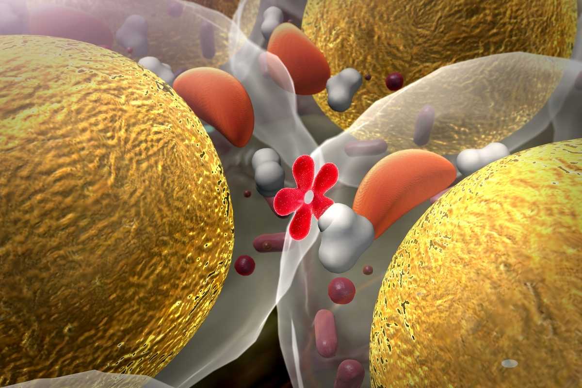 Fat in cells blocking insulin