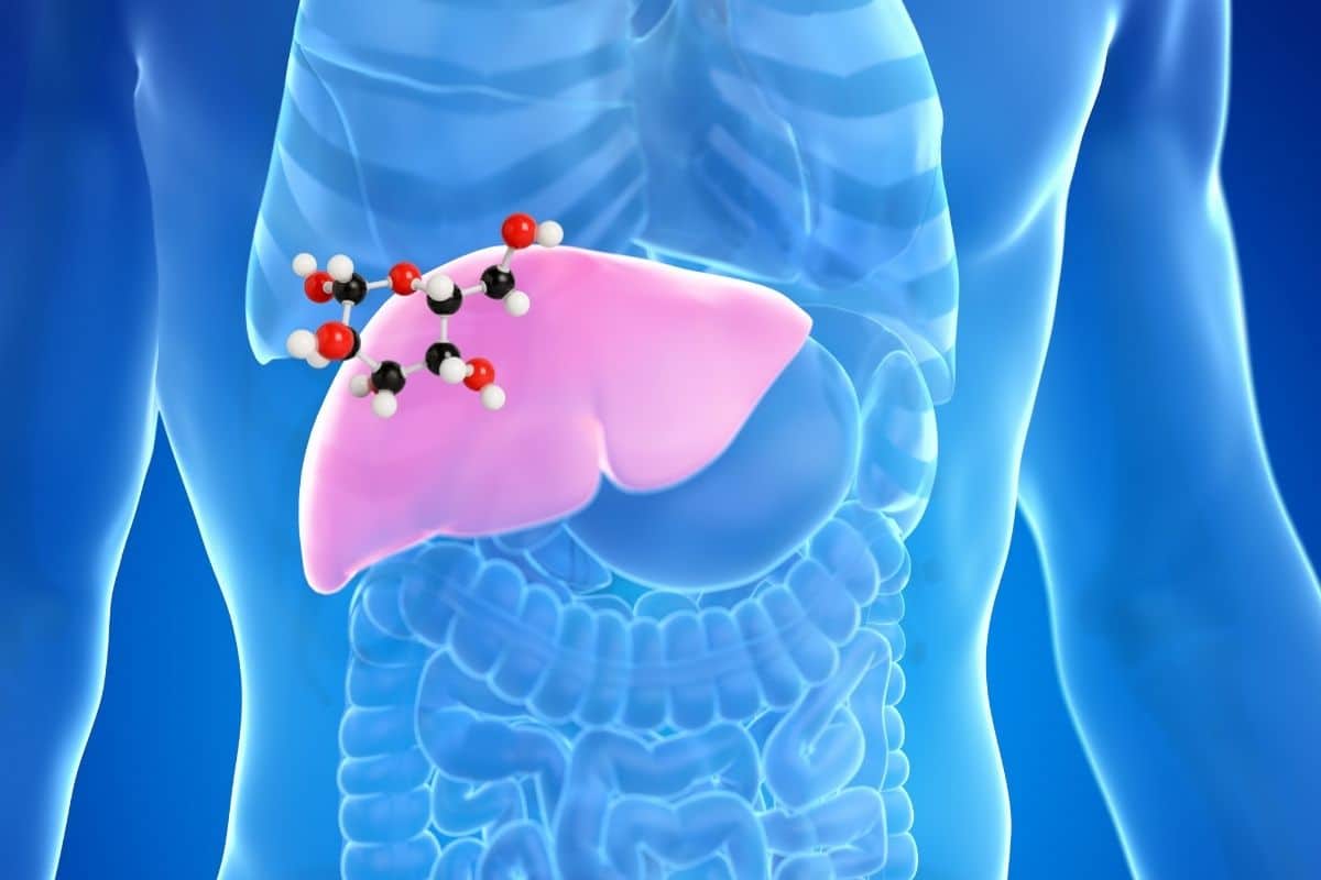Liver producing glucose